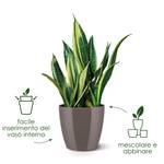 brussels diamond round 25cm oyster pearl